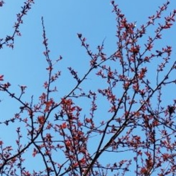 Meet your Posher, Lilly - Picture 1 of 2